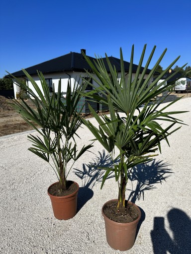 Zdjęcie oferty: Palma Trachycarpus Fortunei Szorstkowiec