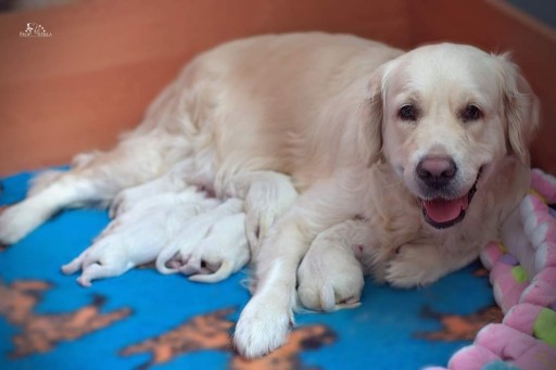 Zdjęcie oferty: Sprzedam szczenięta golden retriever 