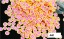 owoce Grapefruit