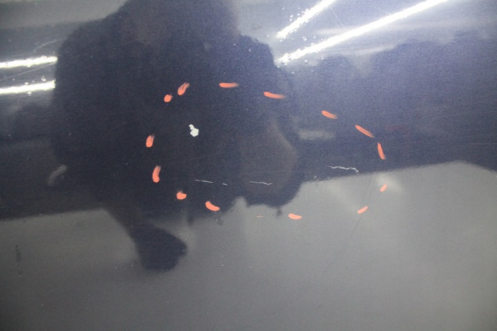 фото №3, Двері лівий зад ліві задні peugeot 4007 t65