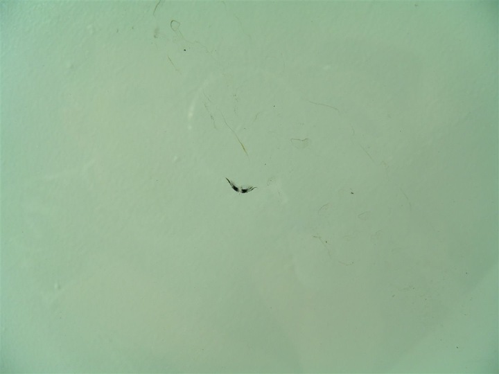 фото №5, Скло лобове передня mercedes w211 a2118701585