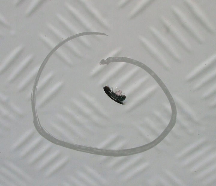 фото №7, Скло передня лобове l rover discovery iii l319