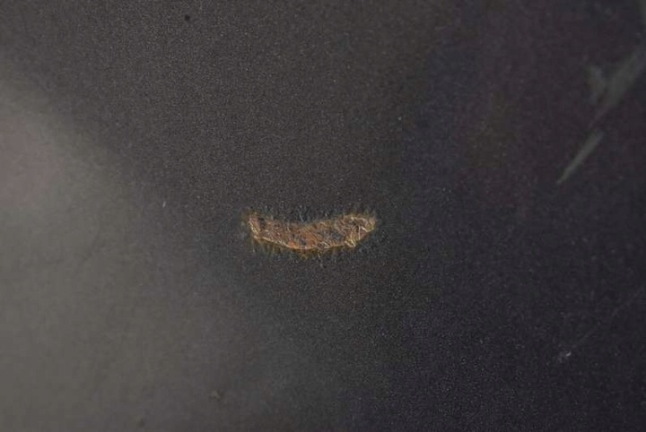 фото №7, Двері ліві зад задні nh-737m honda civic 8 viii sedan 07-12