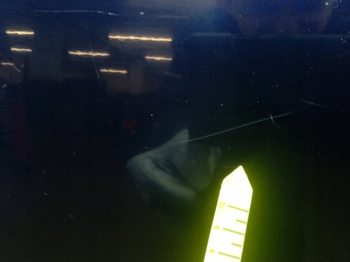 фото №10, Honda civic viii fd sedan 07- дверь зад левая задние b-536p