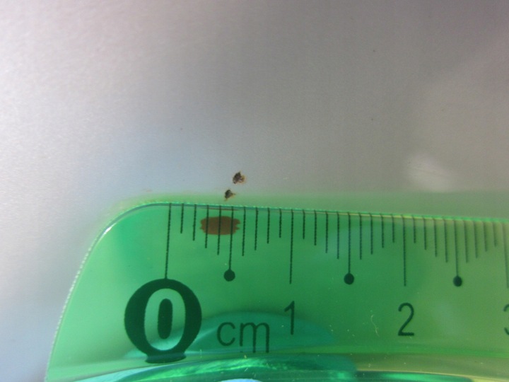 фото №13, Bmw x3 f25 x4 f26 a96 mineral белый белый крыло правый переднее перед жемчуг