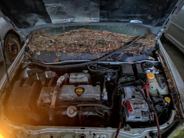 фото №8, Opel astra насос топливная рейка высокого давления 1999 2.0l 0281001827