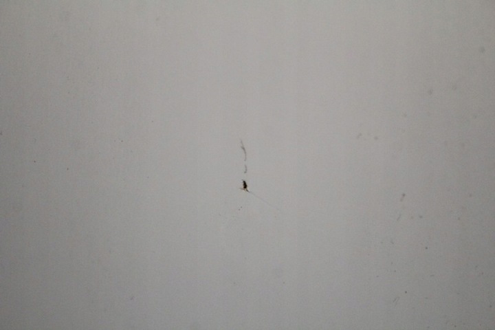 фото №5, Дверь правые перед передние 850/0 mini cooper one r56 06-10