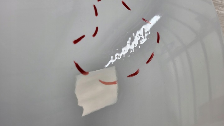 фото №10, -крило лівий перед переднє audi a5 8w6 8w 2017-