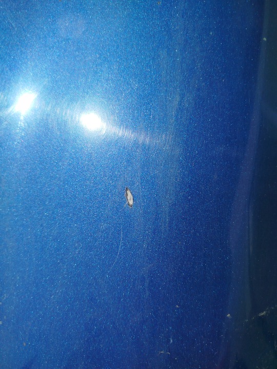 фото №6, Капот крышка двигателя ford fiesta mk7 2009 2008-2017