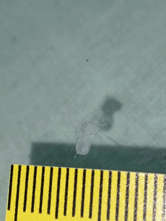 фото №3, Скло передня seat arona 2017- датчик or kamyk