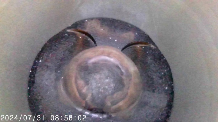 фото №15, Двигун bmw e60 n53b25a 2.5 r6 n53 film