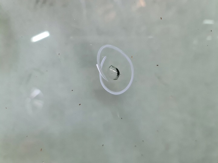 фото №2, Стекло лобовое audi a6 c7 4g рестайлинг акустический оригинал