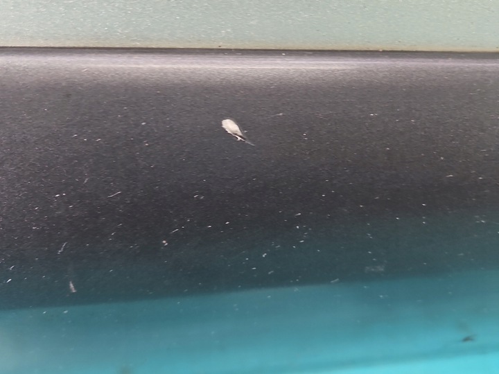 фото №7, Двері перед праві hyundai tucson i 5d бежевий bw 04-09