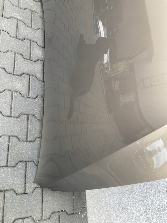 фото №10, Капот крышка двигателя vw golf sportsvan 510