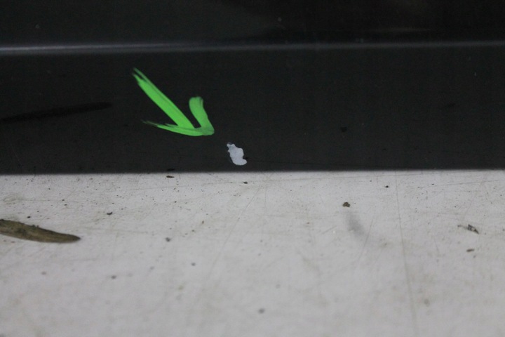 фото №11, Дверь левый зад задние длинный audi a8 d3 рестайлинг lz9y