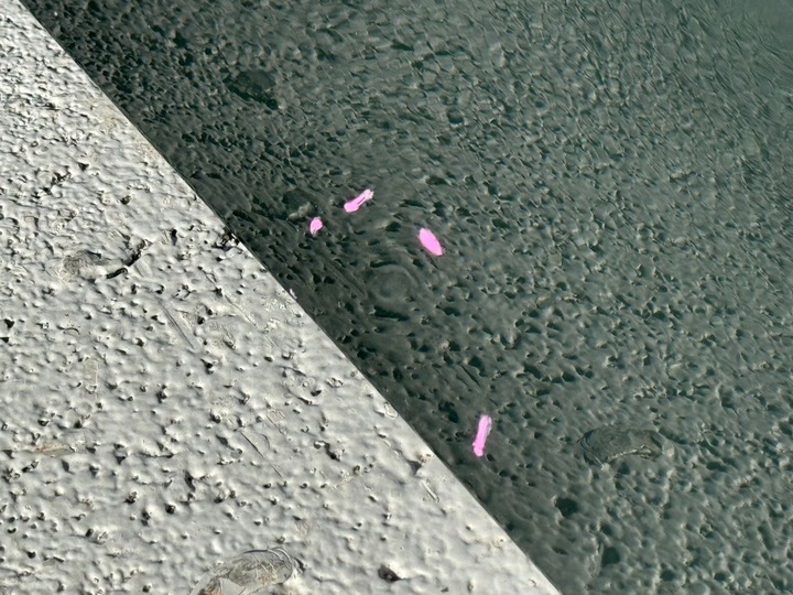 фото №7, Bmw 4 i4 g22 g23 g24 g26 gran купе двері зад правий праві задні bdb