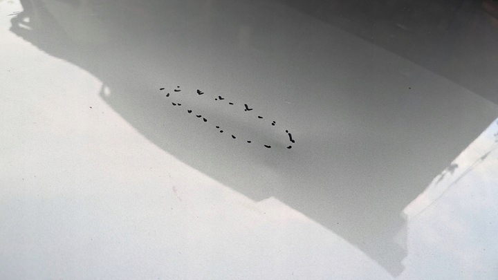 фото №5, Nissan primera 2002 з спереду кришка передня / капот двигуна