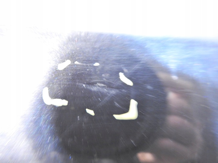 фото №6, Бампер задний зад lz9y audi a4 b7 avant