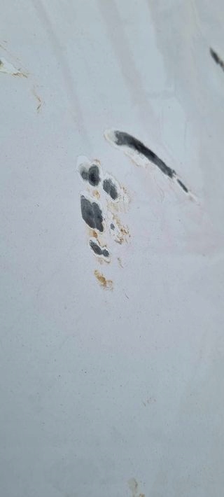 фото №13, Капот кришка двигуна nissan nv200