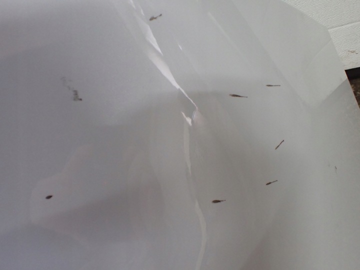 фото №15, Бампер зад pdc renault grand scenic iii європа 2011 білий аксесуари 8258