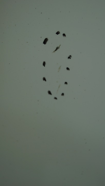 фото №10, Peugeot 207 sw рестайлінг капот кришка перед ewpb