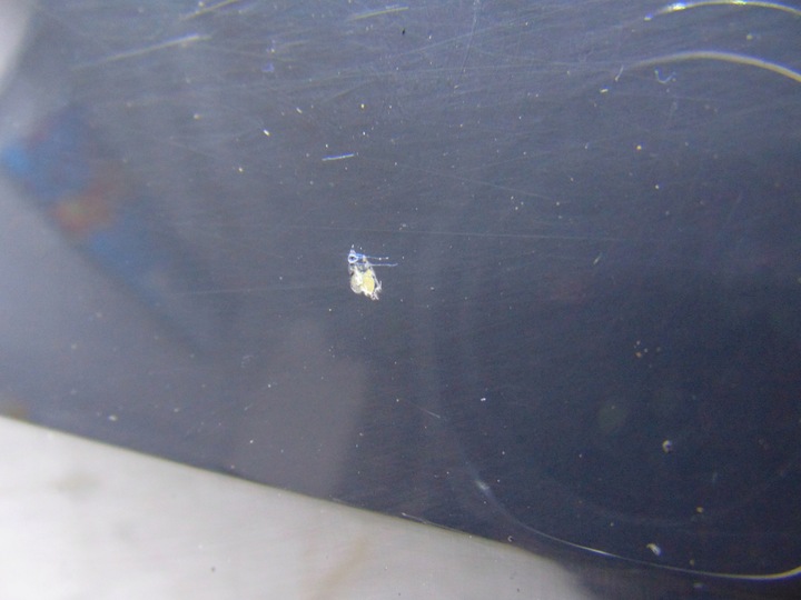 фото №6, Дверь правые правые зад задние vw golf vii sportsvan цвет li7f