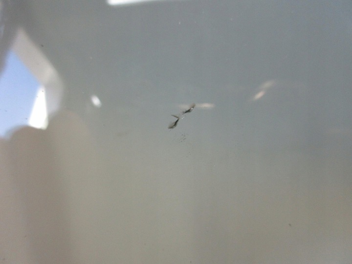 фото №3, Hyundai купе ii tiburon 2.0 скло передня лобове