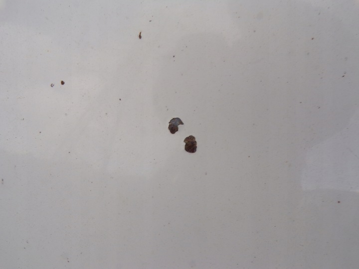 фото №6, Капот кришка двигуна skoda fabia 2 ii колір 1026