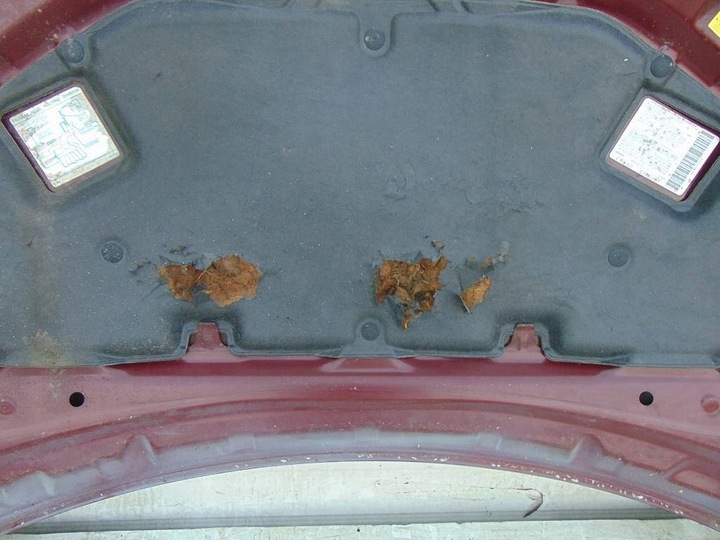 фото №11, Nissan murano z50 05r капот кришка двигуна ax5