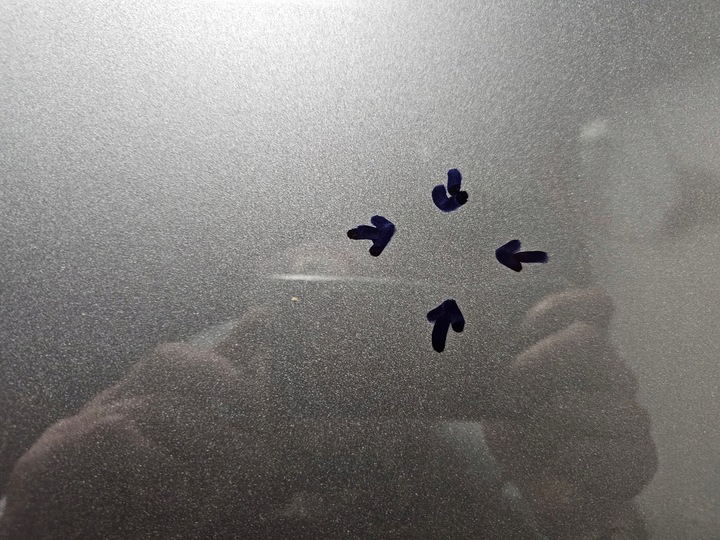 фото №11, Капот кришка двигуна mercedes eqa w243 a243