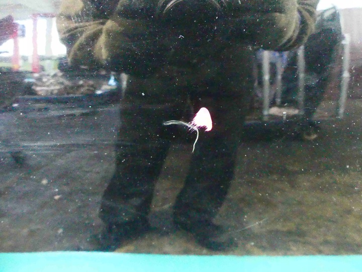 фото №2, Дверь перед левая audi a8 d3