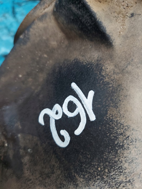 фото №10, Редуктор диференціал mercedes w211 2.47 a2303510508g зад