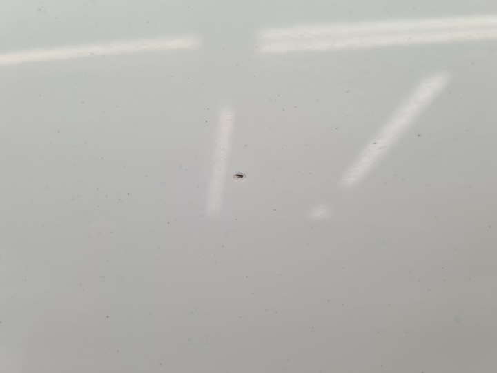 фото №10, Opel zafira b дверь левый зад z40r