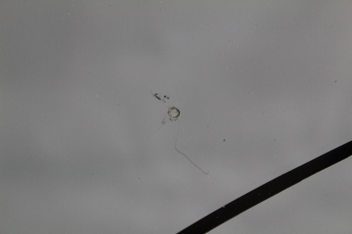 фото №6, Стекло лобовое vw transporter t5 2003-2015 org датчик