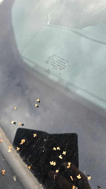 фото №3, Стекло перед передняя лобовое alfa romeo giulietta