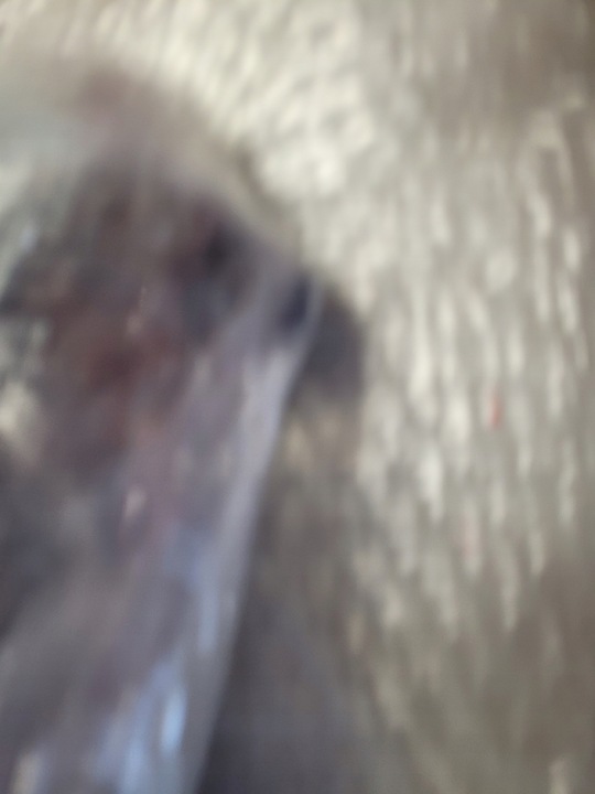 фото №13, Porsche panamera 971 галоген led drl правый лампа правая 971953042c