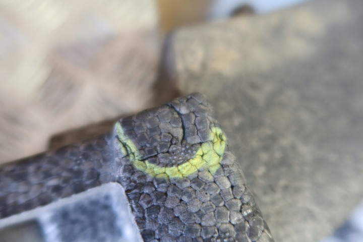 фото №10, Абсорбер бампера перед polo 2g 250807248