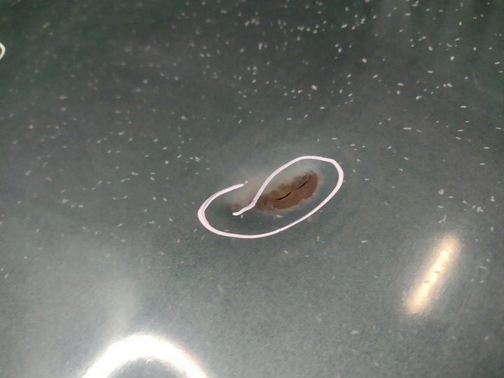 фото №5, Капот кришка двигуна jeep grand cherokee wj