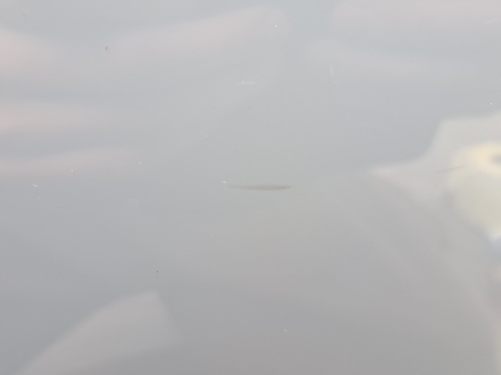 фото №15, Двері праві перед audi a7 rs7 ly7c 4g