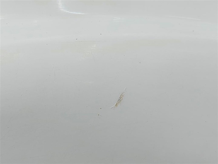 фото №5, Порог градус левый man tgx белый евро 5