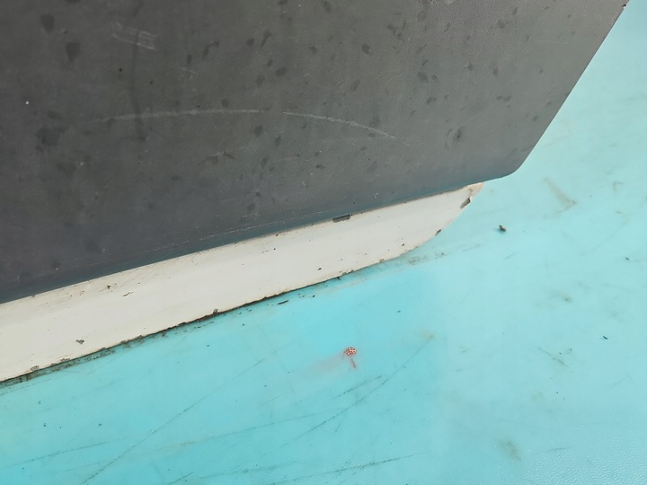 фото №13, Двері перед ліві peugeot boxer ii 06- білий