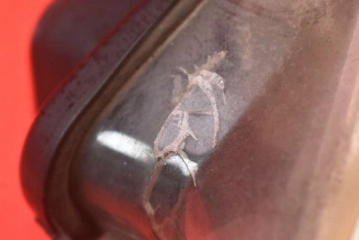 фото №15, Фара лівий лампа перед лінза eu 9681834880 peugeot 307 05-08