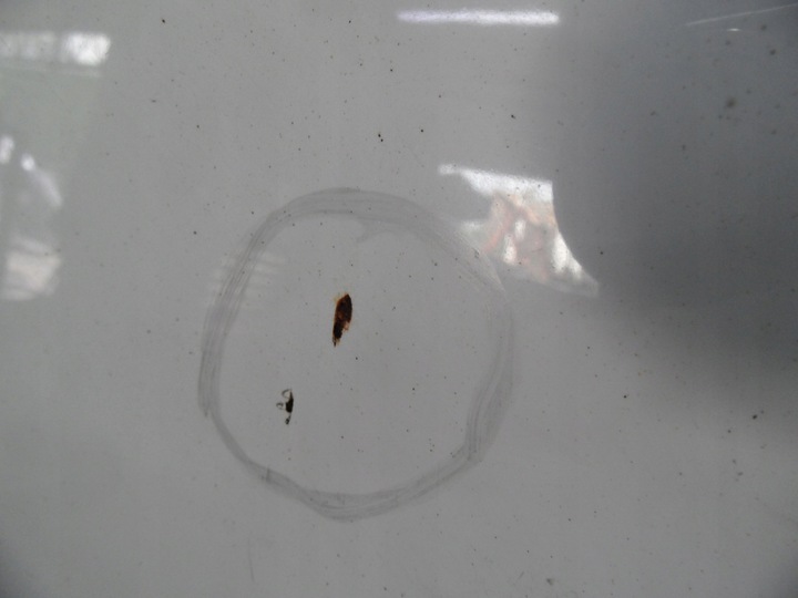 фото №7, Volkswagen caddy iii 08r капот