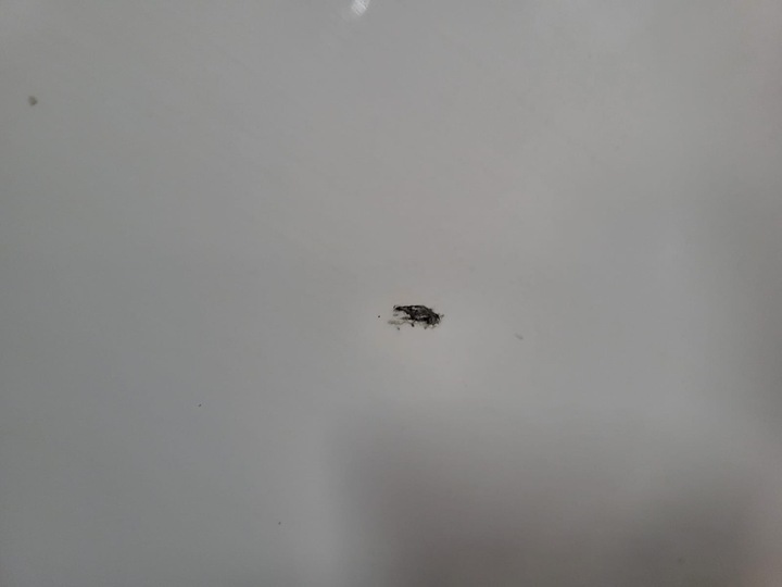 фото №7, Капот audi q5 80a ii fy