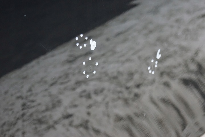 фото №9, Двері лівий зад audi a4 b8 sedan