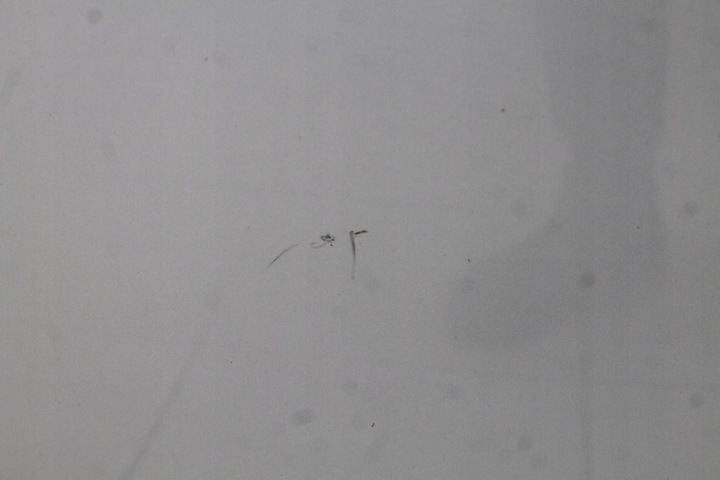 фото №7, Renault scenic iii 09r- капот крышка двигателя ted69