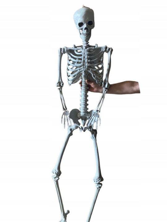Velká kostra Resteq 180 cm Anatomický model člověka, přesné detaily