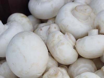 Baltųjų pievagrybių auginimo rinkinys 10 kg namams