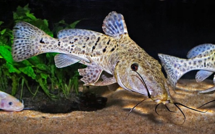 Sumy Akwariowe w Ryby do akwarium - Zwierzęta akwariowe 