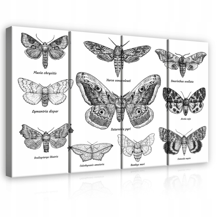 Obraz 120x80 Noční motýli entomologie vintage černobílé vědecké umění